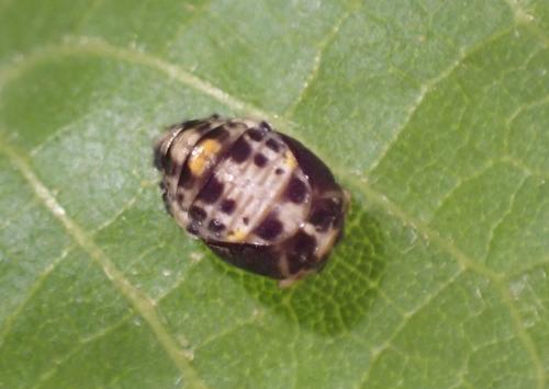 Réf. 304 478 : Adalia decempunctata